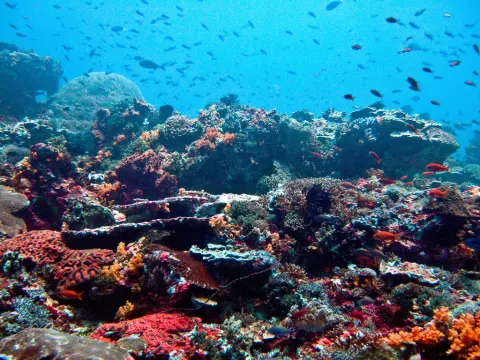 Reef — Brighton Concorde 2, Brighton