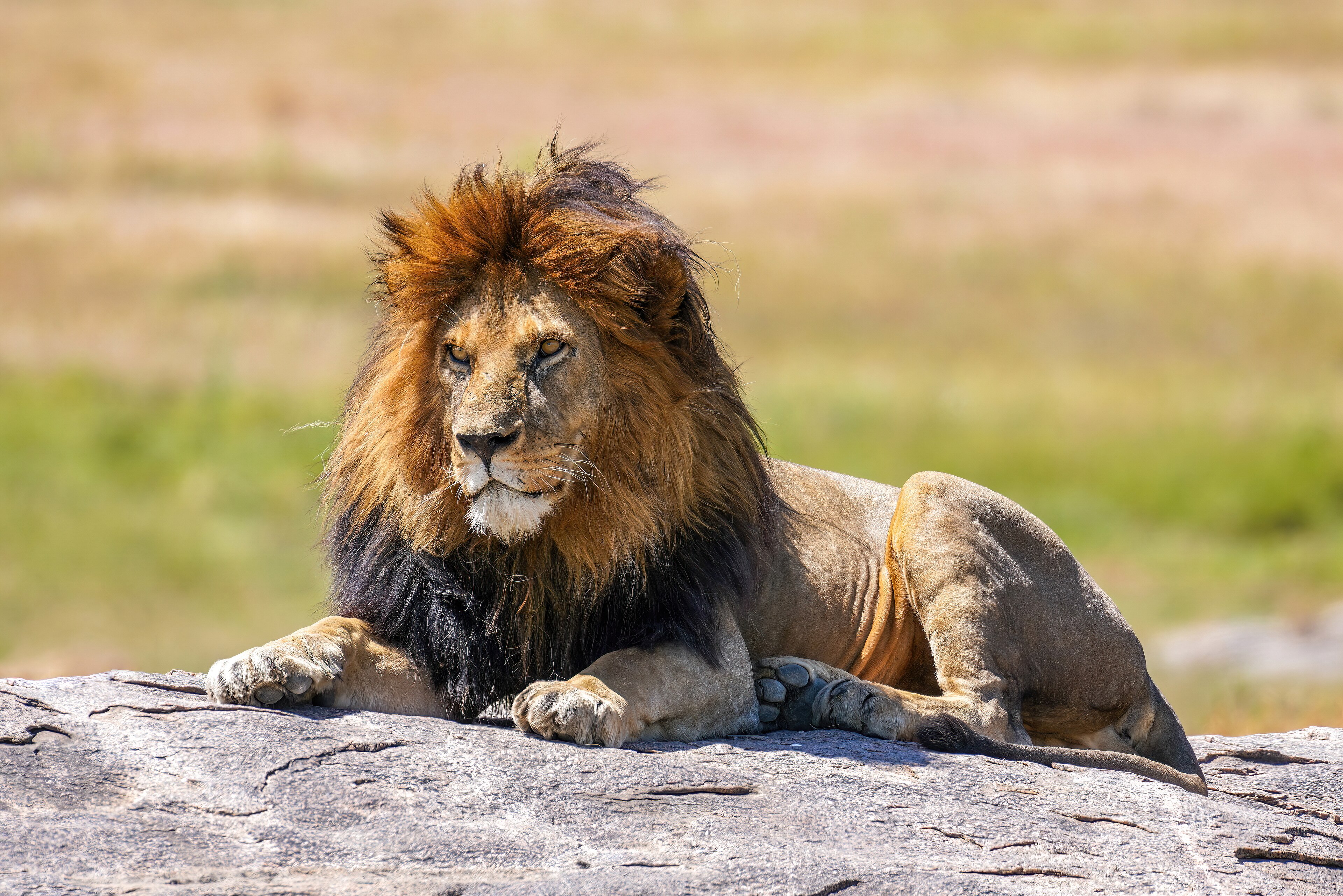 Lions vs All Blacks — Emirates Airline Park, Johannesburg