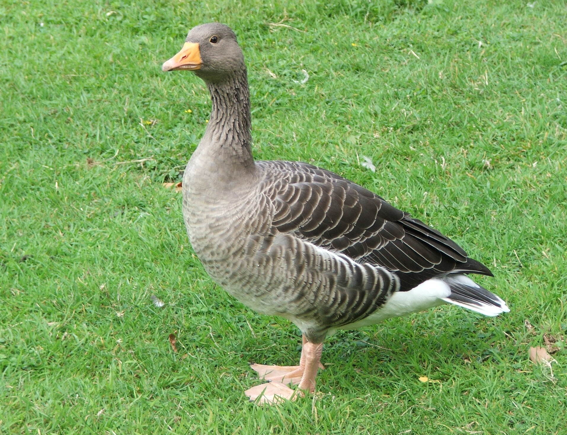 Geese Glasgow — Barrowland, Glasgow